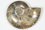 Lot: to / Polished Ammonite Fossils - Pieces #82648-1